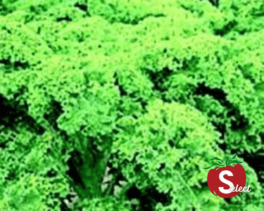 Dwarf Blue Curled Kale Seeds